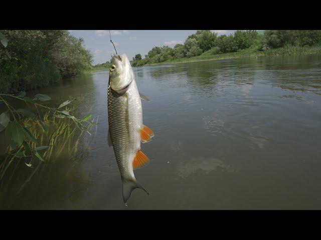 Chub for grasshopper/locust, day two, fishing on the Moksha River