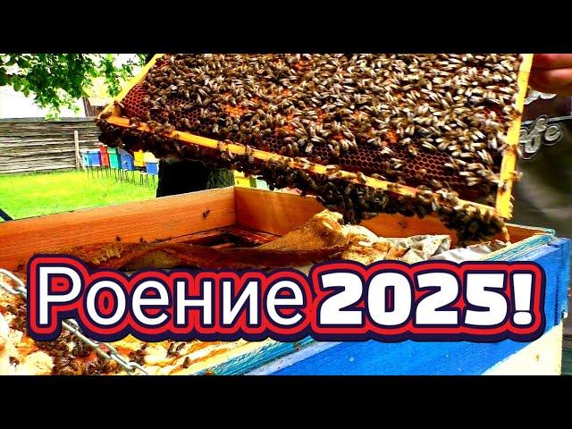 Проверка пасеки на роение. Роение пчёл в 25 году. Пчеловодство легко и просто. Состояние семей.
