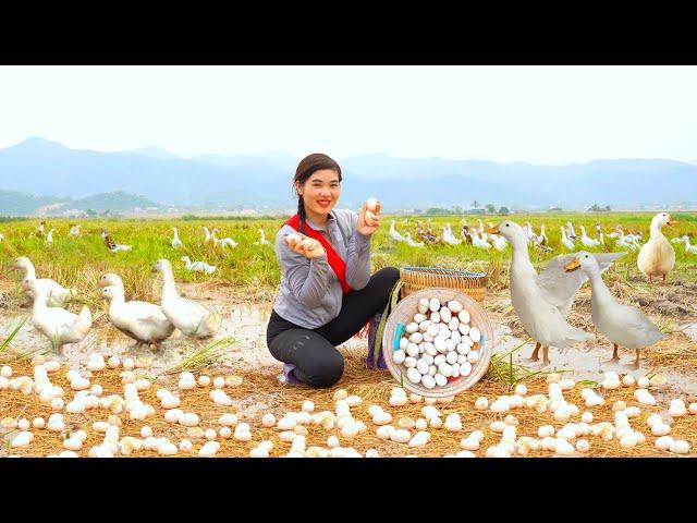 Harvest giant duck eggs to sell at the market - Building Farm Life, Renovate the yard, Daily Farm