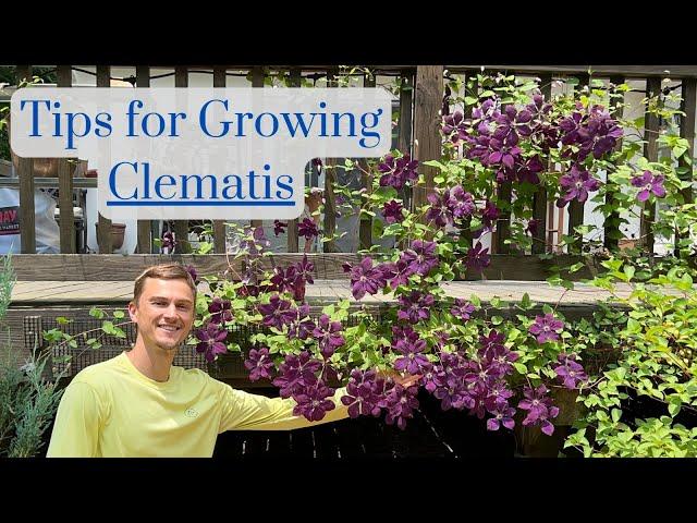 CLEMATIS Tips: How to Grow lots of Flowers, Complete Tutorial