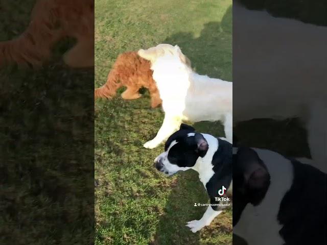 Dogs 