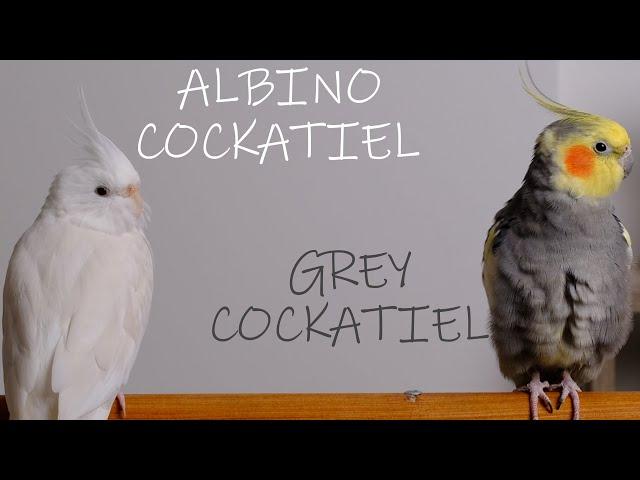 Cockatiel Sounds