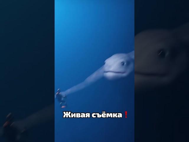 Видео доказывающее что разумная подводная жизнь существует!