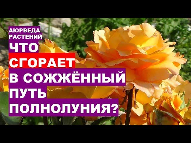 Секреты лунного цикла для сада и огорода!