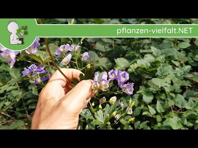 Blauer Eisenhut (Aconitum napellus) - 29.08.18 - Giftige Wildpflanzen erkennen/bestimmen