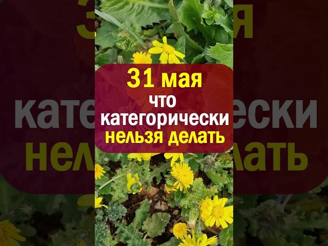 31 мая народный праздник день Федот Овсяник. Что нельзя делать. Народные приметы традиции обряды