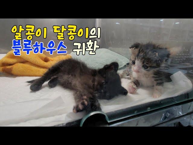 알콩이 달콩이의 블루하우스 귀환