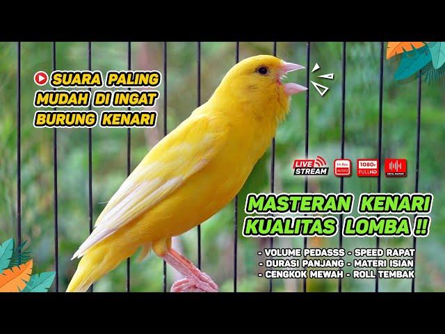 Kenari GACOR‼️ Masteran Burung Kenari PAUD dan Pancingan Kenari MACET BUNYI (EPISODE  1553)