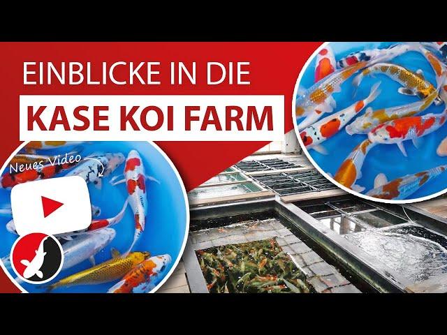 Einblicke in die Kase Koi Farm aus Niigata!