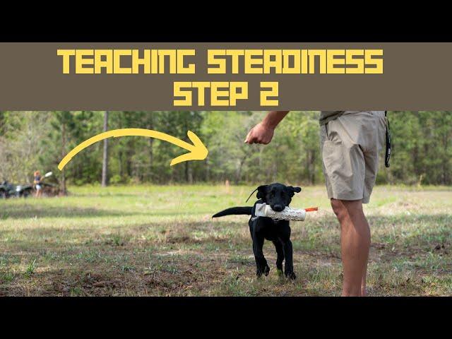 How to Steady Duck Dogs: Step 2 - Hunting Dog Training