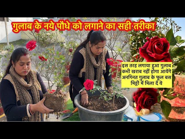 गुलाब के पौधा लगाते वक्त मिला दें ये देगा अनगिनत लगातार फूल | Rose plant repotting #rose #garden