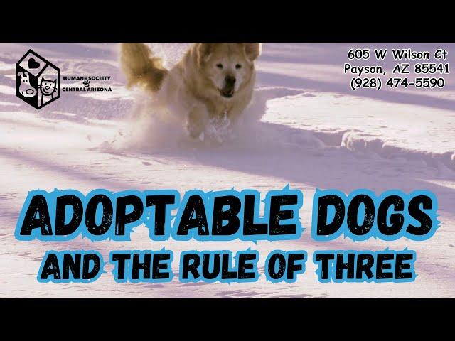 Adoptable Dogs and the Rule of Three