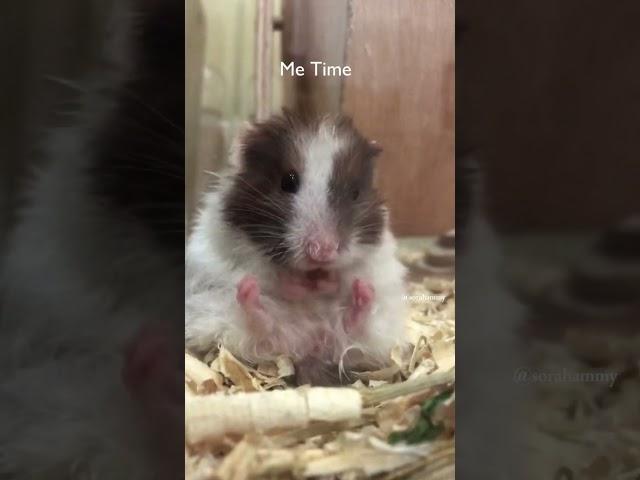 Self Care its Hammy Time #pets #funnyvideo #hamsters