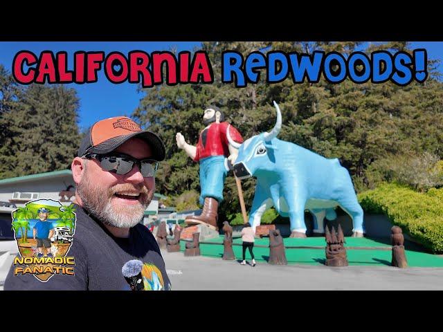 California Redwoods State & National Park & Trees of Mystery!