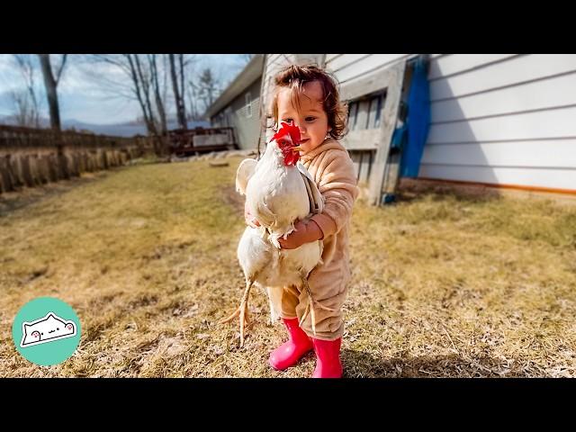 Chickens Think This Baby Is Their Chick! | Cuddle Buddies