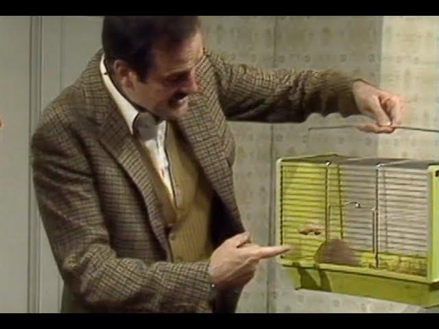 Fawlty Towers: Siberian hamster