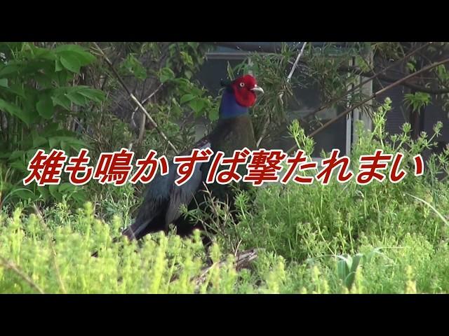 雉も鳴かずば撃たれまい!! It will not be shot unless pheasant also sings