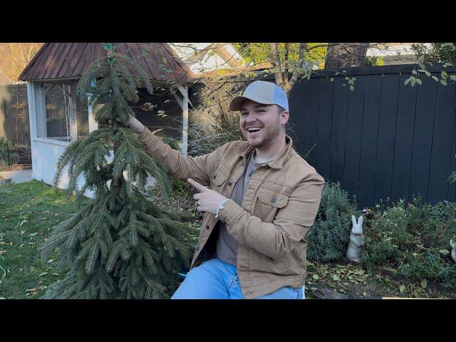 Planting A Dream Tree & Cutting Back My Coco Loco Rose (Weeping White Spruce)|| Visit Our Garden