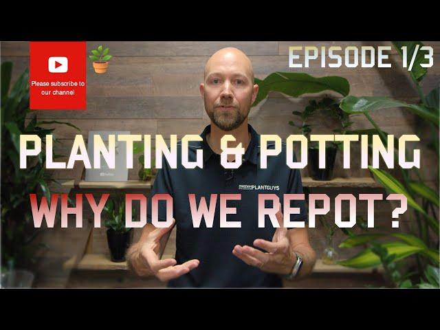 Planting & Potting: Why do we repot? EP 1 of 3 🪴