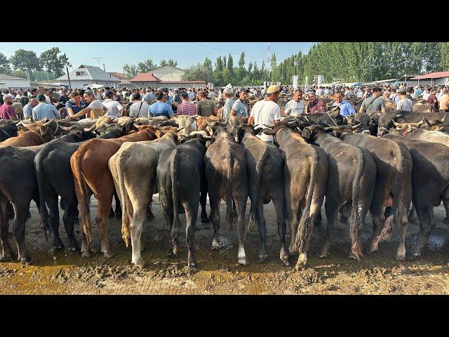 ANDIJON SHARXIHON JOJA BOZORI BOQMA BUQA NARXLARI BOZORDA SAVDO YOQ