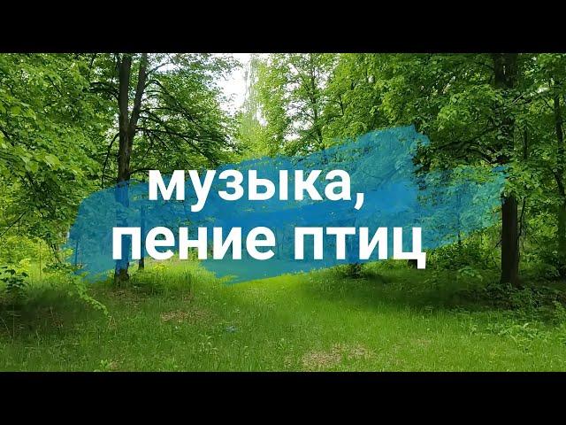 Нежная музыка для души и пение птиц - релакс для вашего здоровья