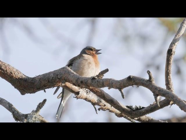 Song of the Chaffinch male (Fringilla coelebs) - 4k 60p - Northern Sweden in May