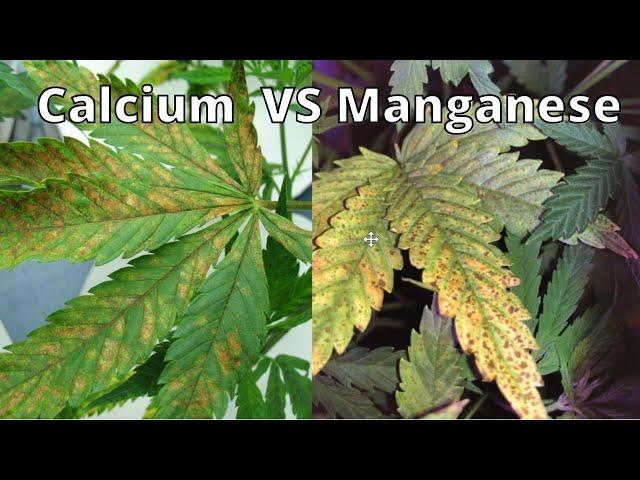 Calcium or Manganese Deficiency (Pt2)