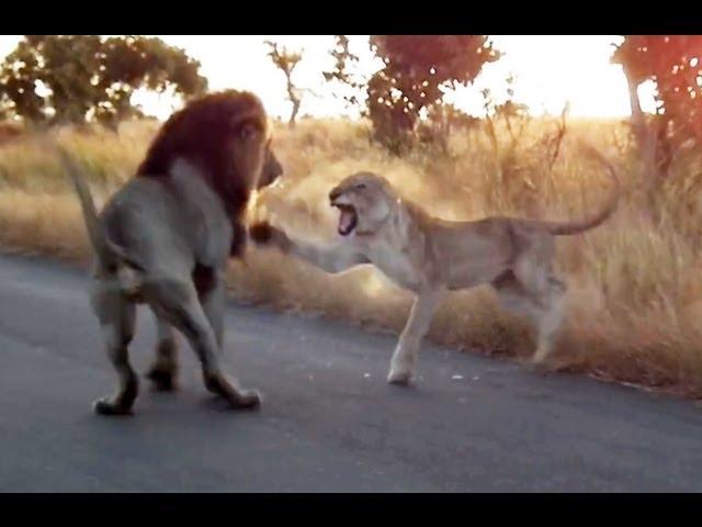 You Don't Mess With An Angry Lioness! - Latest Sightings