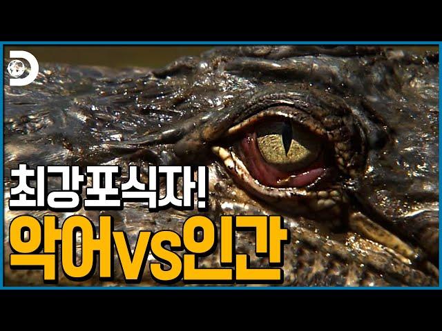 악어vs베어그릴스 최강자 전투 그 승자는? [Man vs Wild]