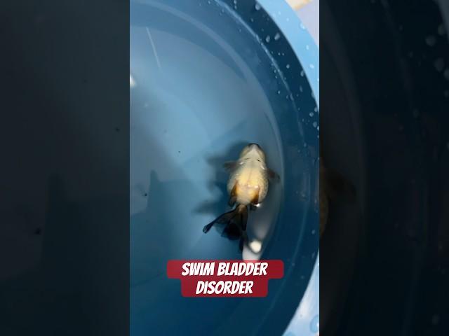 Bladder Disorder
