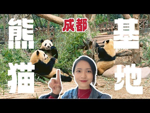 成都熊猫基地｜2023最新攻略vlog，237只熊猫能看到几只？看花花的人多到挤不进去！