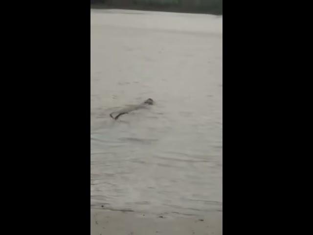 buaya besar  nampak lagi di kali