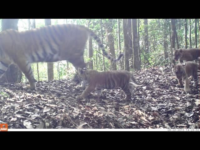 KAMERA TRAP HARIMAU BBKSDA RIAU