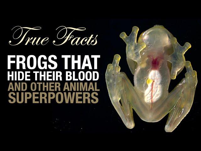 True Facts: Frogs That Hide Their Blood