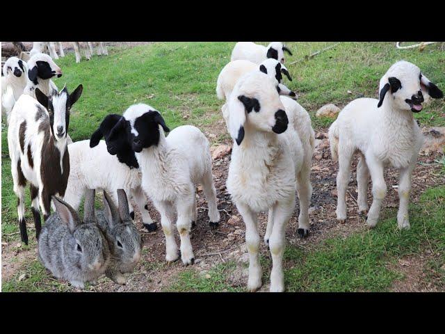 Animals, Rabbits, Etawa goats, Sheep, Cute Ducks, Sound Animals, Cows, Embek