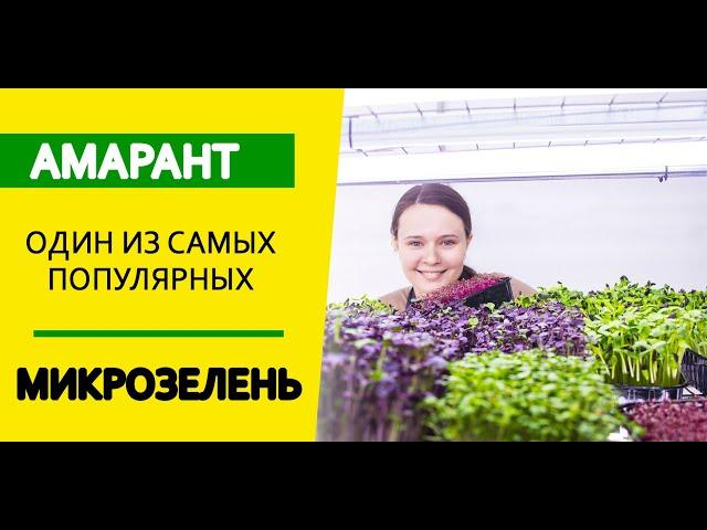 Микрозелень. Амарант. Посадка.