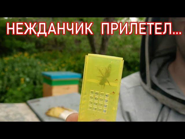СЛУЧАЙНАЯ МАТКА ОТВОДОК ПЧЁЛ СЛЁТ