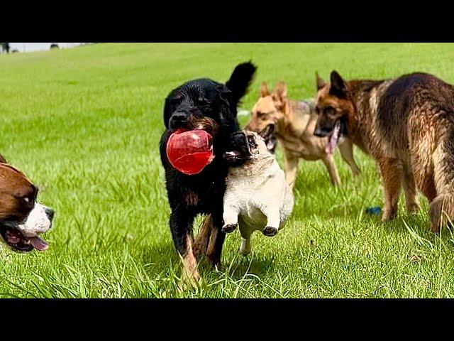 Summer Fun for this Family of Adopted Dogs and Cats and a Dingo Living on a Farm in Australia