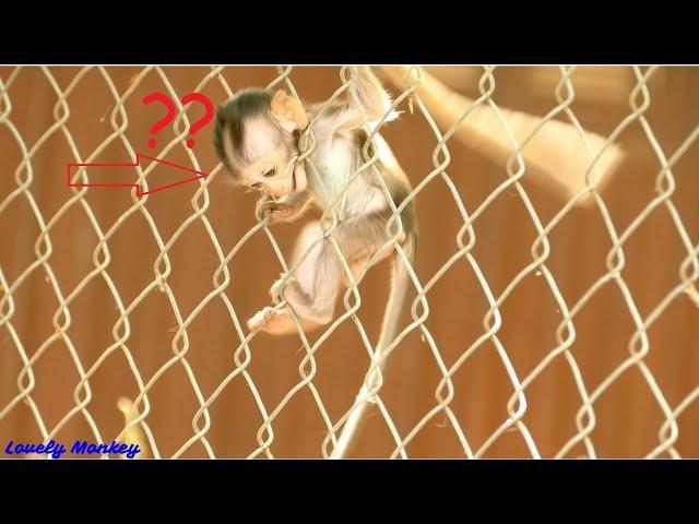 MG! What Happened Baby Monkey Carlino? Baby Carlino Stuck Head 0n The Iron Wall | Baby Monkey Hyper.