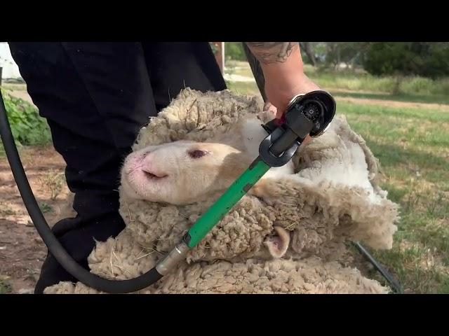 Shearing Two Years Of Growth Off A Rambouillet