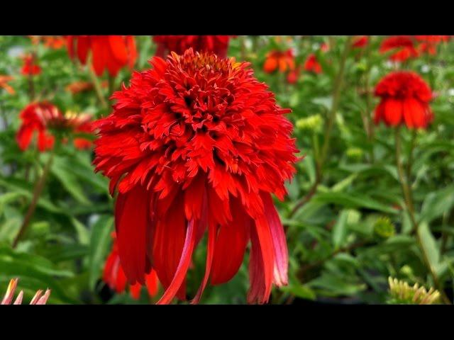 Best Perennials - Echinacea Hot Papaya (Coneflower)