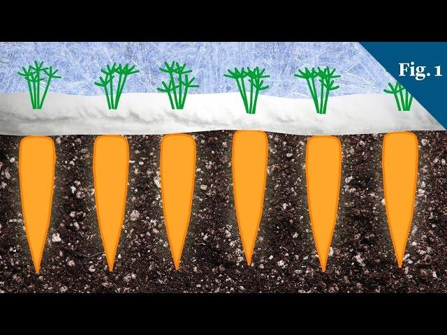 Why Carrots Taste Sweeter In Winter