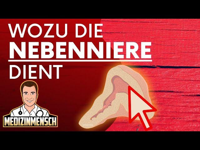 Was macht eigentlich die NEBENNIERE ? Nebennierenmark (1/2)