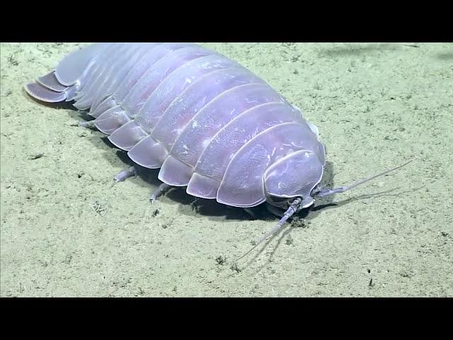 Real Isopod Hours? Sure!