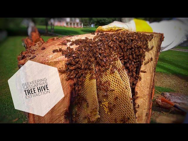 #BEEKEEPING: Sassafras Tree Hive Extraction