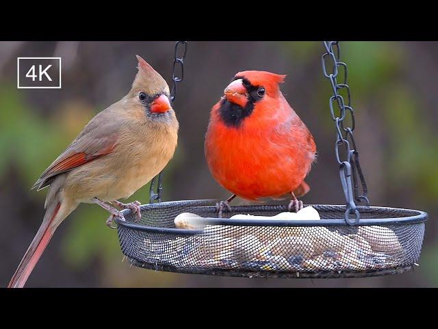 Fall backyard: Chubby northern cardinals get ready for the first snow. #birds #birdlovers