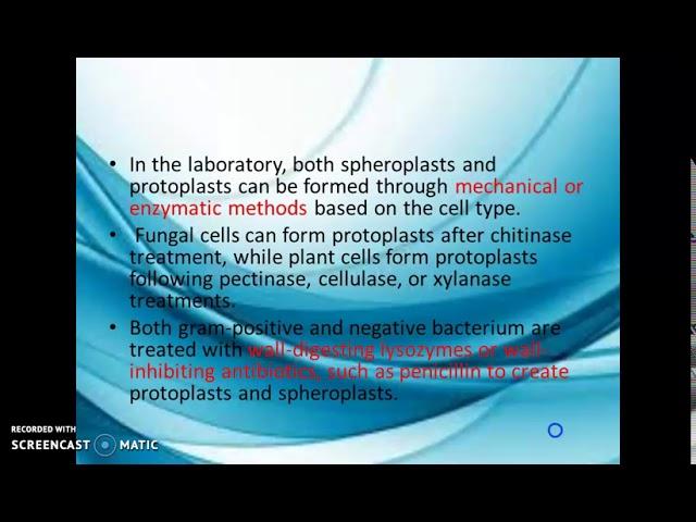 Protoplasts and sphaeroplasts