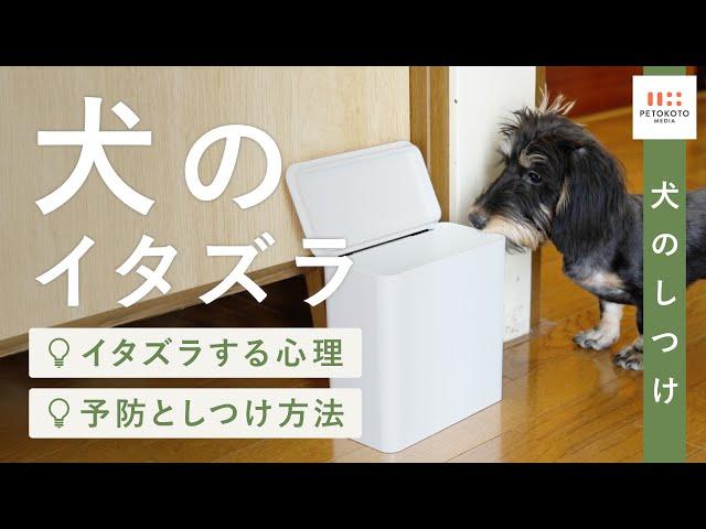 【犬がイタズラ】する3つの理由と対策方法をドッグトレーナーが解説！（犬のしつけ / 子犬 / 保護犬）