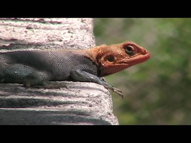 Agama Lizards of Tanzania