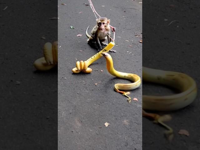 Monkey catch a snake | prank #shorts#funny#prank#snake#comady#monkey#ape#banadar#ai#edit#lol